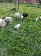 Ouessant lammetjes, Meerdere dieren, Schaap, 0 tot 2 jaar