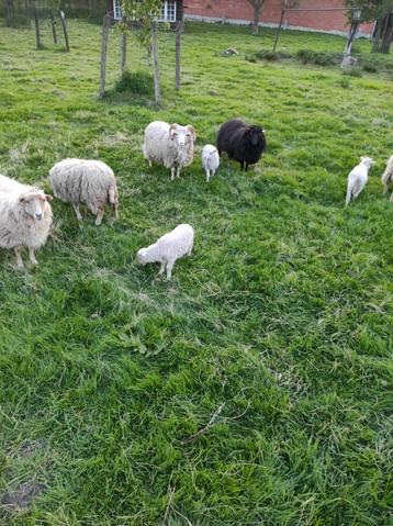 Ouessant lammetjes  beschikbaar voor biedingen