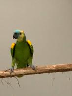 Geelschouder Blauwvoorhoofd Amazone pop 2023, Dieren en Toebehoren, Vogels | Parkieten en Papegaaien, Tam