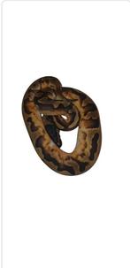 Ball python enchi low white piebald, Dieren en Toebehoren