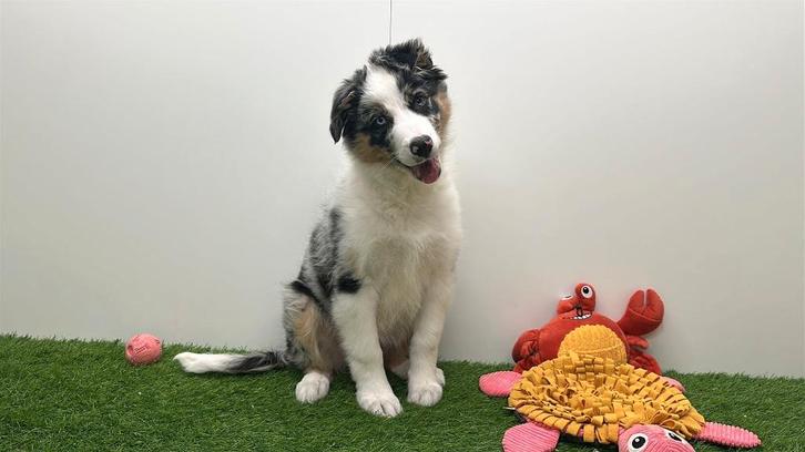 Portée de chiots Bergers Australiens, Animaux & Accessoires, Chiens | Bergers & Bouviers, Chien (mâle), Berger, Éleveur | Professionnel