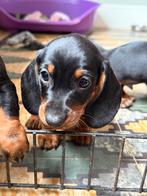 Dwergteckel pupje, Dieren en Toebehoren, Honden | Teckels en Dashonden, België, CDV (hondenziekte), 8 tot 15 weken, Korthaar