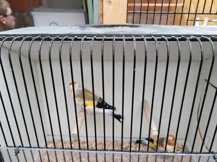 Enkele koppels witkop putters te koop, Dieren en Toebehoren, Vogels | Overige Vogels