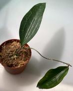 Hoya Rigida, Minder dan 100 cm, Verzenden, Vetplant