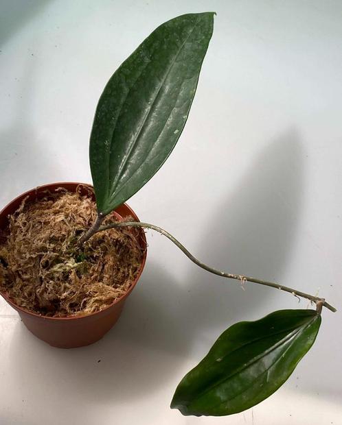 Hoya Rigida, Maison & Meubles, Plantes d'intérieur, Plante succulente, Moins de 100 cm, Envoi