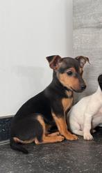 Jack russel reutje te koop, Dieren en Toebehoren, Honden | Jack Russells en Terriërs, CDV (hondenziekte), België, Particulier