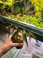 Begonia amphioxus, Dieren en Toebehoren, Ophalen of Verzenden, Nieuw, Tak, Plant, Rots of Steen
