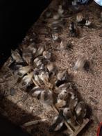Kuikens Brahma goudpatrijs, Dieren en Toebehoren