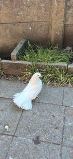 10 euro, Dieren en Toebehoren