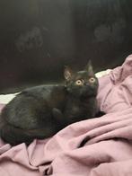 Britse korthaar, Chatte ou Chat, Vermifugé, 0 à 2 ans