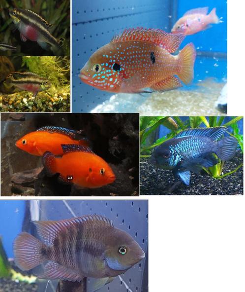 Prachtige jonge & jongvolwassen cichliden, Animaux & Accessoires, Poissons | Poissons d'aquarium, Poisson d'eau douce, Poisson