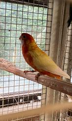 Koppel mutatie pennanten, Plusieurs animaux, Perruche, Bagué