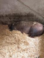 Duroc zeug, Dieren en Toebehoren, Vrouwelijk