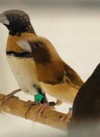 Bruinborst rietvinken, Dieren en Toebehoren, Vogels | Overige Vogels, Meerdere dieren, Tropenvogel