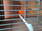 Kanaries te koop 3 rode en 3 wildkleur de rode 20 euro stuk, Dieren en Toebehoren