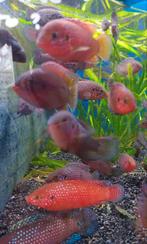 Exul cicliden jong nestje  1 a 2 cm, Dieren en Toebehoren