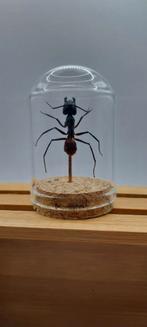 Reuzenmierenkabinet vol curiosa, Ophalen of Verzenden, Nieuw, Insect, Overige typen