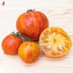 Tomatenplant Copia, Ophalen