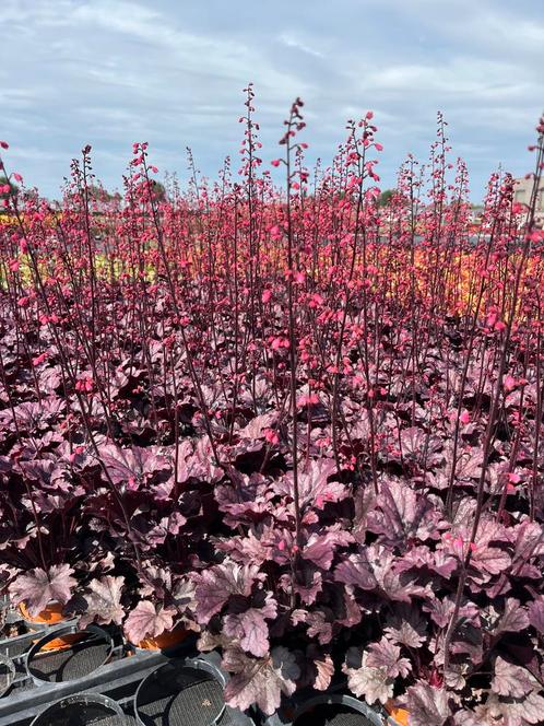 Heuchera ‘Grape Timeless’, Tuin en Terras, Planten | Tuinplanten, Vaste plant, Halfschaduw, Zomer, Ophalen