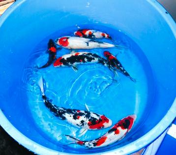 Diverse koi, Saki Hikari  beschikbaar voor biedingen