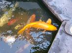 Koi vissen, Dieren en Toebehoren