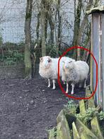 Ouissant schaapje 8 maanden oud, Animaux & Accessoires, Moutons, Chèvres & Cochons, Mouton