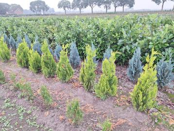 Chamaecyparis Lawsoniana Yvonne, conifeer 