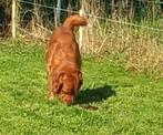 golden retriever pups, Dieren en Toebehoren, Golden retriever, België, Fokker | Hobbymatig, 8 tot 15 weken