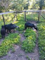 Nog enkele skudde (minischaap) ooien 2025, Dieren en Toebehoren, Schapen, Geiten en Varkens, Vrouwelijk, Schaap, 0 tot 2 jaar