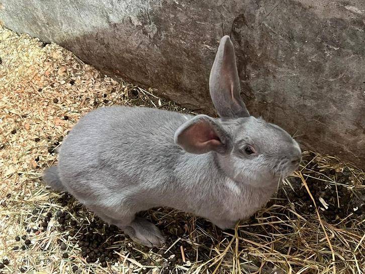 Gele Vlaamse reus en 2 blauw van Sint-Niklaas, Dieren en Toebehoren, Konijnen, Groot