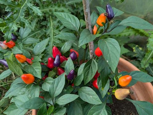 Chili Aurora (5 zaden), Tuin en Terras, Bloembollen en Zaden, Zaad, Voorjaar, Volle zon, Ophalen of Verzenden