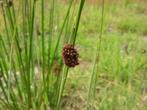 juncus conglomerotus of biezenplant, Enlèvement