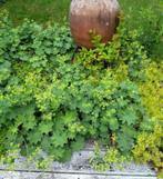 Alchemilla mollis - Vrouwenmantel (vaste plant), Vaste plant, Ophalen