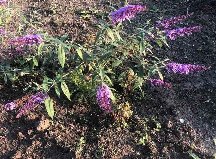 Vlinderstruik planten, Tuin en Terras, Planten | Tuinplanten, Halfschaduw, Winter, Ophalen