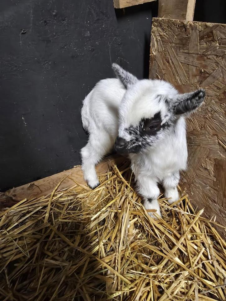 Geitje, Animaux & Accessoires, Lapins