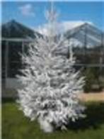 Prachtige echte kerstbomen behandeld met witte verf, Ophalen of Verzenden