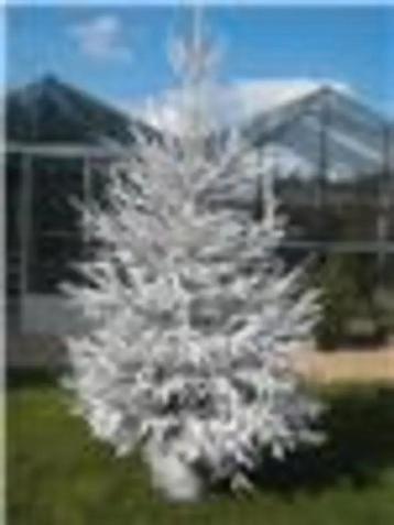 Prachtige echte kerstbomen behandeld met witte verf beschikbaar voor biedingen