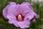 Hibiscus  (Althea) 20 stuks, Tuin en Terras, Overige soorten, Struik, Ophalen, 100 tot 250 cm