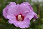 Hibiscus (Althea), Jardin & Terrasse, Plantes | Arbustes & Haies, 100 à 250 cm, Enlèvement, Autres espèces, Arbuste