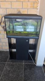 Cayman aquarium met kast 80cm, Dieren en Toebehoren, Ophalen, Gebruikt, Leeg aquarium