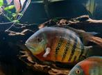 Heros, red tiger 30cm, rotkeil, Dieren en Toebehoren, Vissen | Aquariumvissen