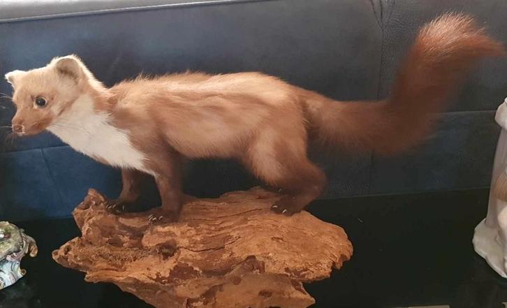 Grote Opgezette Steenmarter., Verzamelen, Dierenverzamelingen, Verzenden