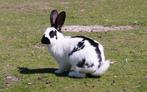 vlinderkonijn, Dieren en Toebehoren, Geslacht onbekend, Groot, 0 tot 2 jaar
