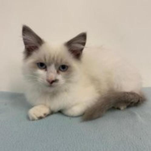 Prachtige Ragdolls - kittens te koop, Dieren en Toebehoren, Katten en Kittens | Raskatten | Langhaar, Meerdere dieren, 0 tot 2 jaar