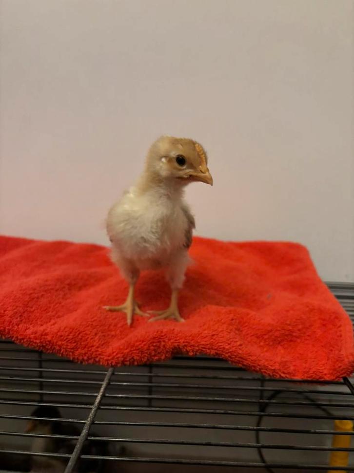 Fiftyfive flowery haan Goud, Dieren en Toebehoren, Pluimvee, Kip, Mannelijk