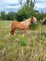 Mini shetlander merrie, Dieren en Toebehoren