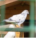 Mooie witte dikke doffer (reisduif, postduif, vliegduif), Dieren en Toebehoren, Meerdere dieren, Postduif