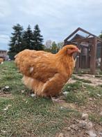 Orpington buff hennen groothoender, Dieren en Toebehoren, Pluimvee, Vrouwelijk, Kip