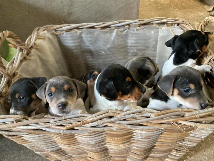 Mooie jack russell pups, Animaux & Accessoires, Chiens | Jack Russell & Terriers, Plusieurs animaux, Jack Russel Terrier, Éleveur | Loisir
