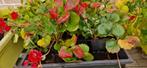 9 potjes Aardbei Toscana (rode/roze bloemen en/of vruchten), Tuin en Terras, Planten | Tuinplanten, Ophalen, Volle zon, Vaste plant